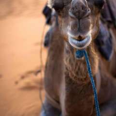 15384541 679328965580714 2868729732758504722 o